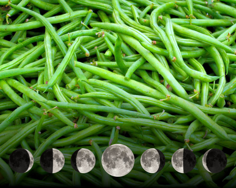 Cultiver les haricots avec la lune