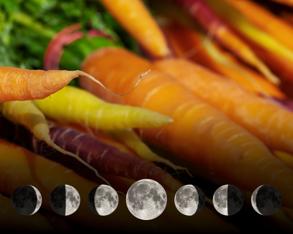 Cultiver les carottes avec la lune